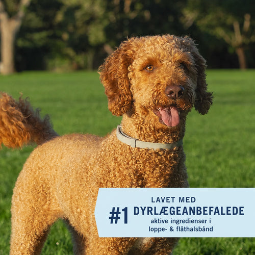 Dr. Norru justerbart loppe- flathalsband til hunde
